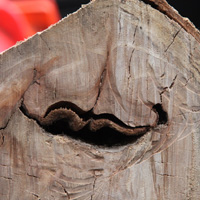 One of two Yule Logs being used this year